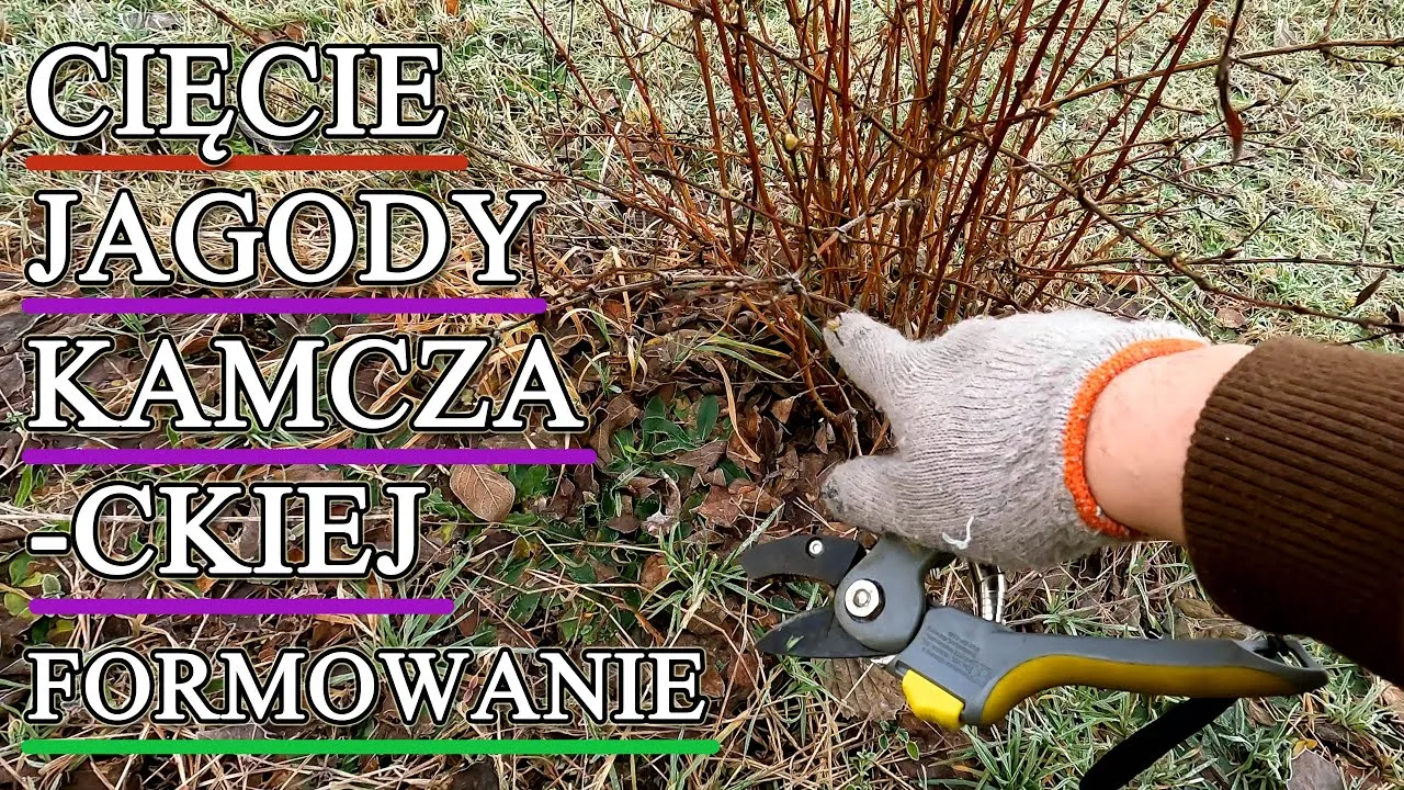 Jak przycinać jagodę kamczacką? Przewodnik krok po kroku