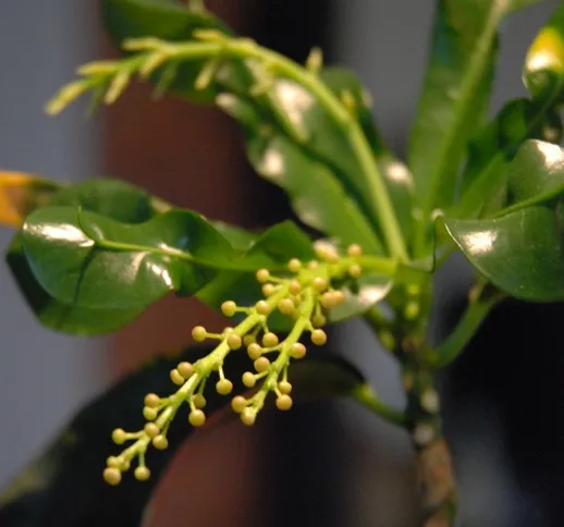 Jak kwitnie kroton i dlaczego to zjawisko jest tak rzadkie?