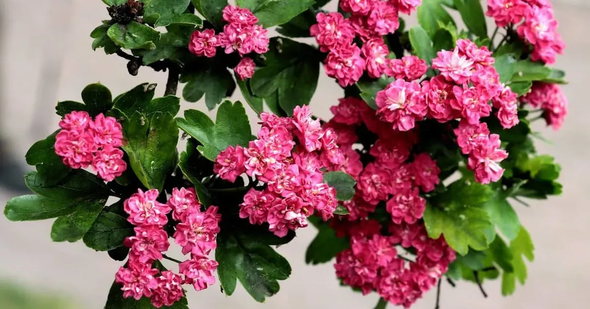 Jak kwitnie głóg - poznaj tajemnice jego pięknych kwiatów