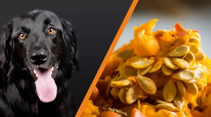 Czy pies może jeść pestki dyni? Bezpieczne przygotowanie i korzyści
