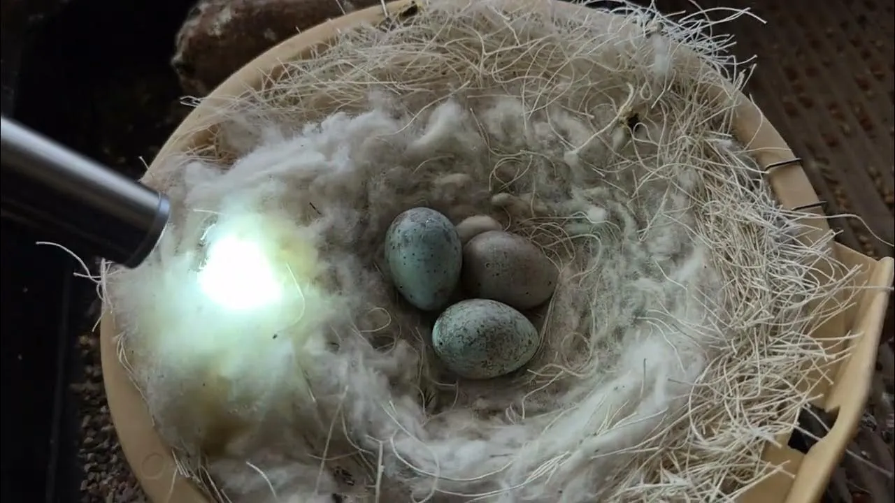 Ile kanarek siedzi na jajkach? Poznaj ważne informacje o inkubacji