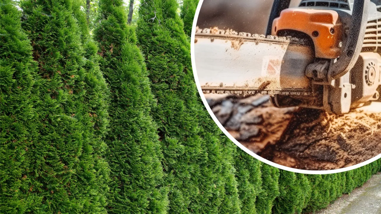 Kto wydaje zgodę na wycinkę drzew? Sprawdź, zanim podejmiesz decyzję