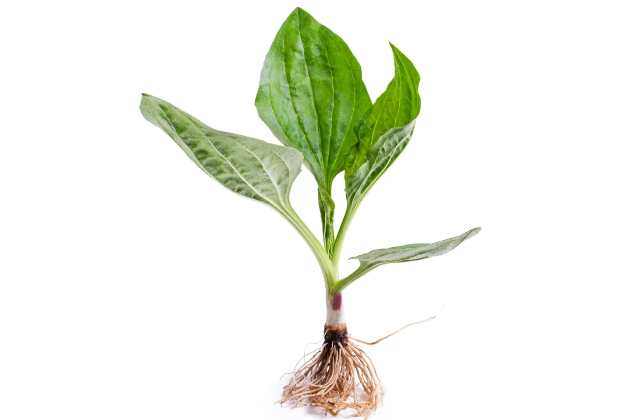 Babka chwast: jak skutecznie ją usunąć i wykorzystać jej właściwości