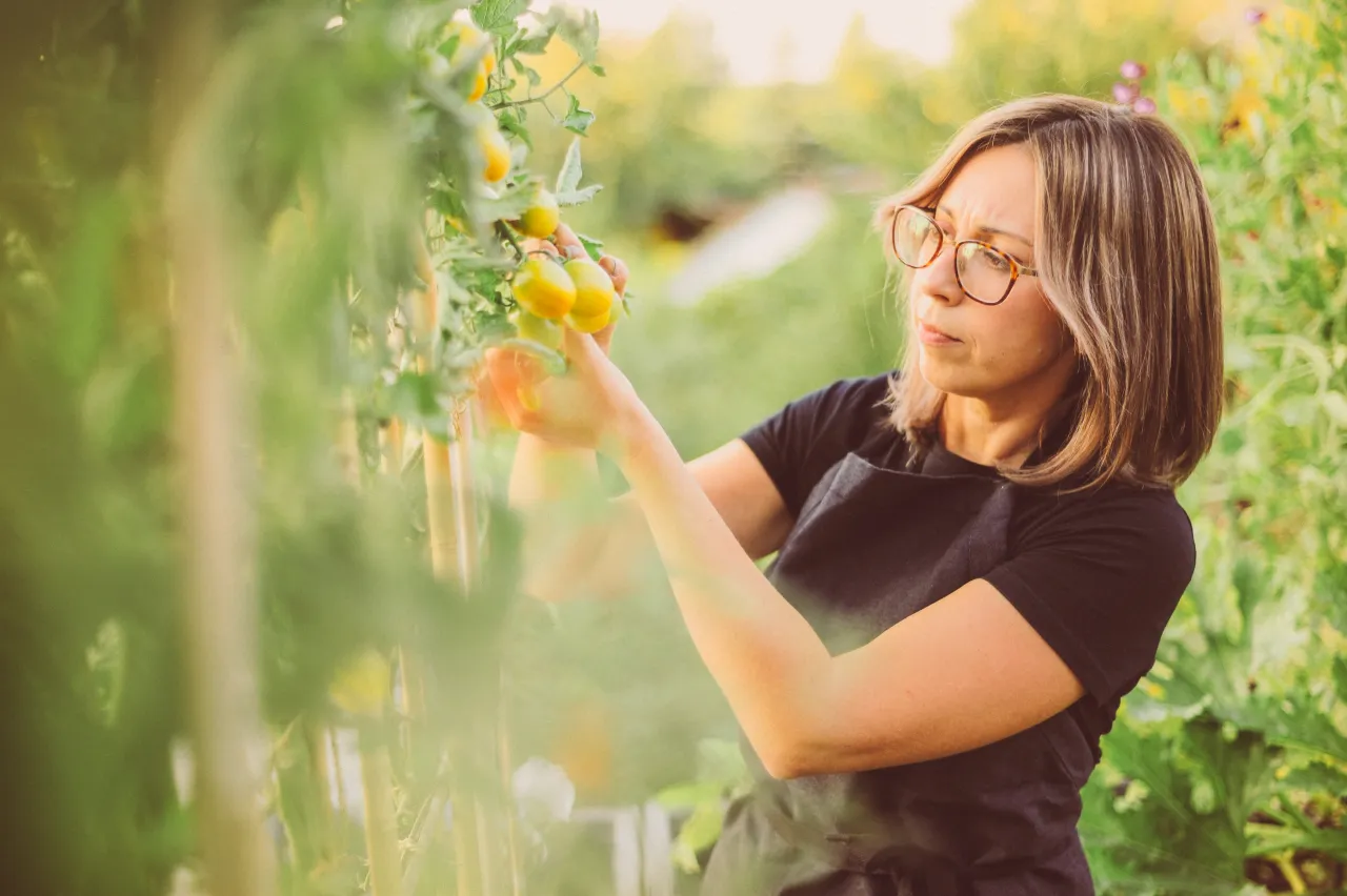 Czy pomidory szklarniowe można sadzić w gruncie? Oto co musisz wiedzieć