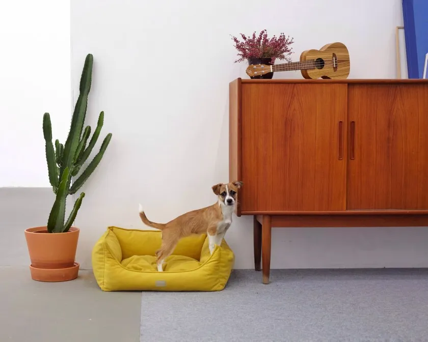 Co kupić dla szczeniaka? Najważniejsze akcesoria, które musisz mieć