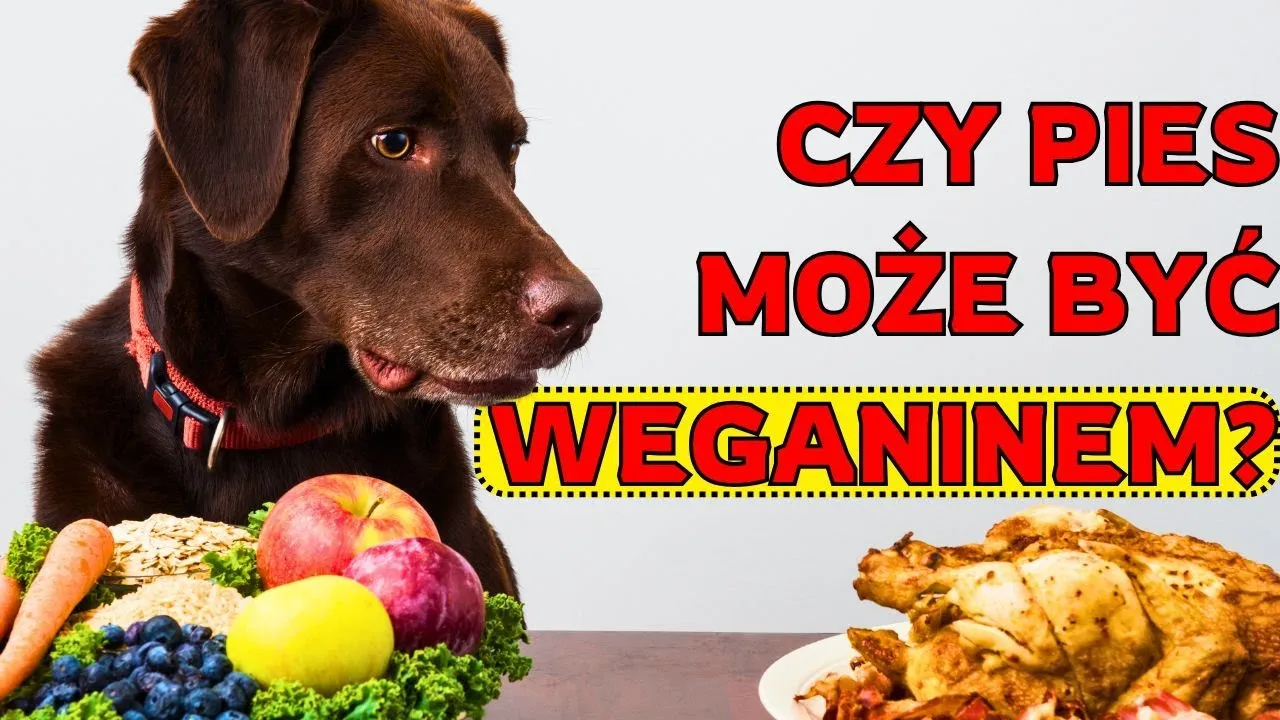 Czy pies może jeść wędzone mięso? Poznaj ukryte ryzyka zdrowotne