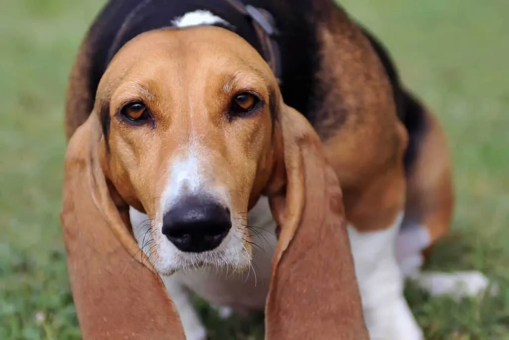 Węgiel dla psa ile podać: prawidłowe dawkowanie dla zdrowia pupila