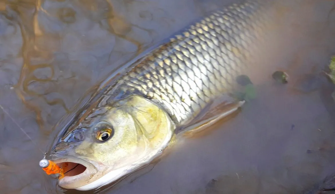 Skuteczne przynęty na jazia spinning w różnych warunkach wodnych