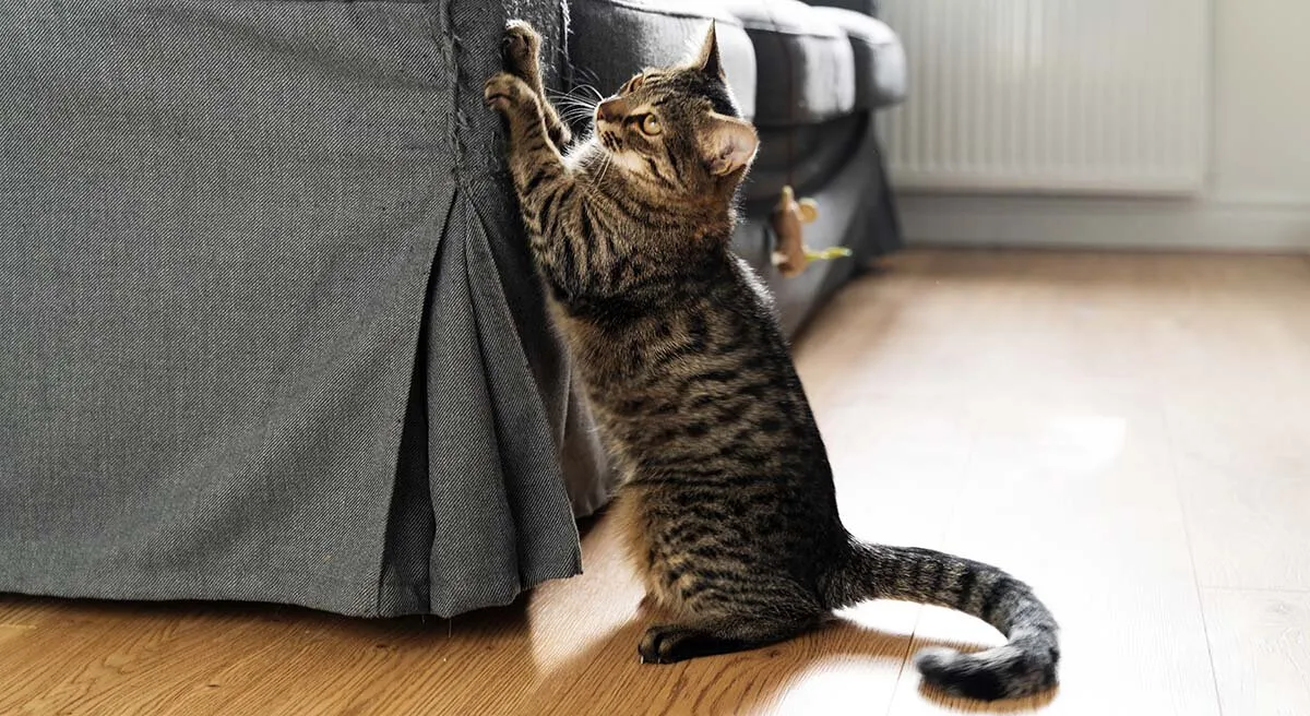 Jak oduczyć kota drapania mebli? 7 sprawdzonych metod i ochrona