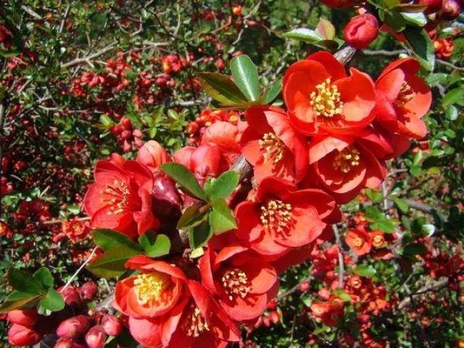 Jak kwitnie pigwa? Odkryj piękno jej kwiatów i zapachu