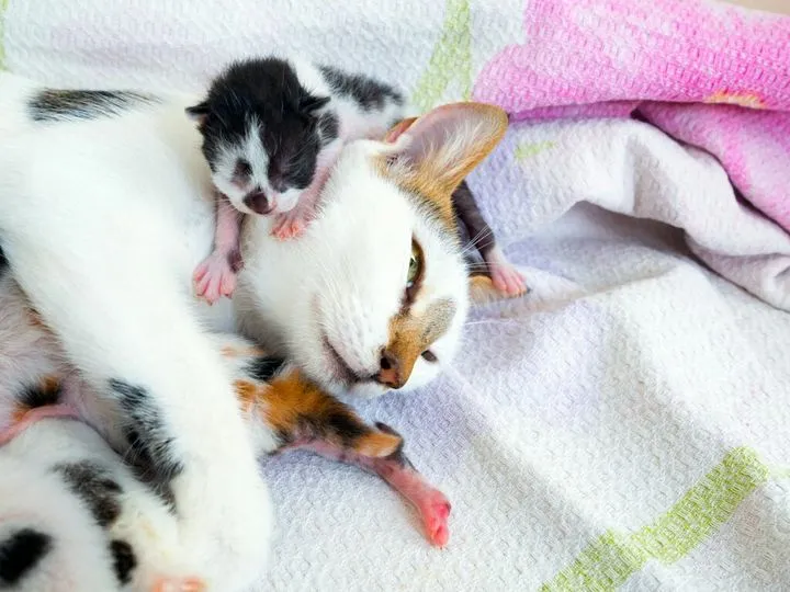 Ile kotka rodzi kociąt? Zaskakujące fakty o liczbie miotów