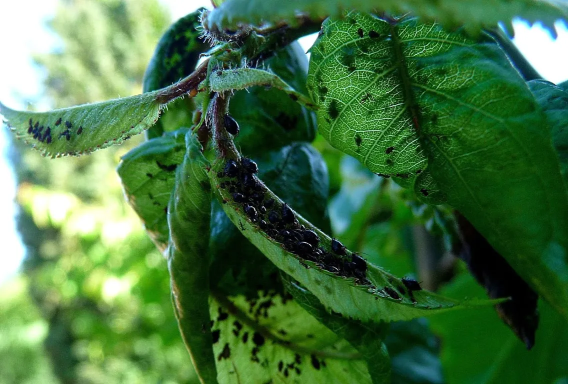 Skuteczne sposoby na mszyce na kwiatach, które naprawdę działają