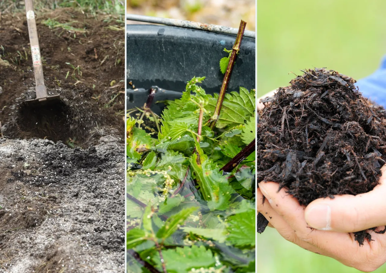 Czy wapnować kompost? Zobacz, jak poprawić jego jakość!