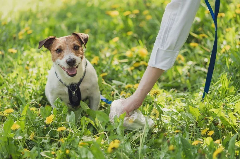 Dlaczego psie odchody nie nadają się na kompost - poznaj fakty i zagrożenia