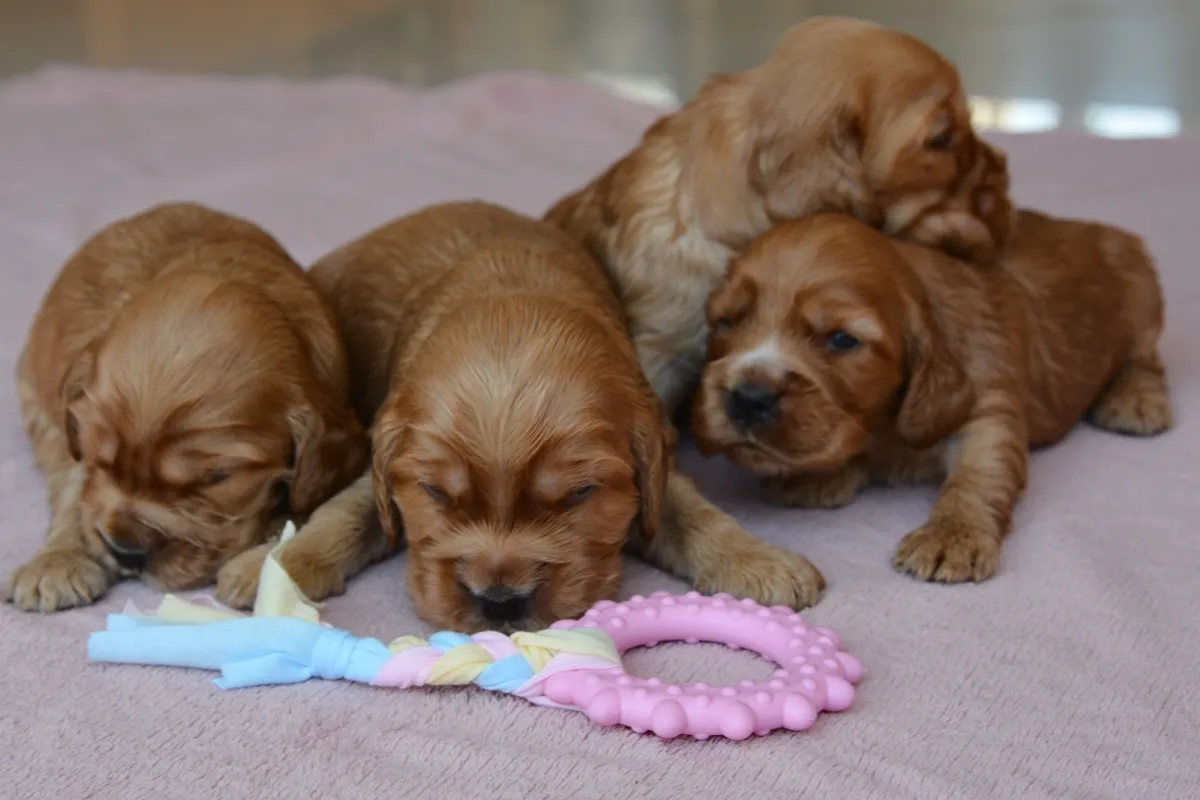 Kiedy szczeniak zaczyna chodzić? Sprawdź kluczowe etapy rozwoju