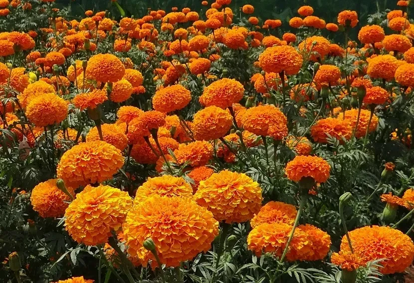 Jakie są kwiaty? Odkryj ich różnorodność i pielęgnację