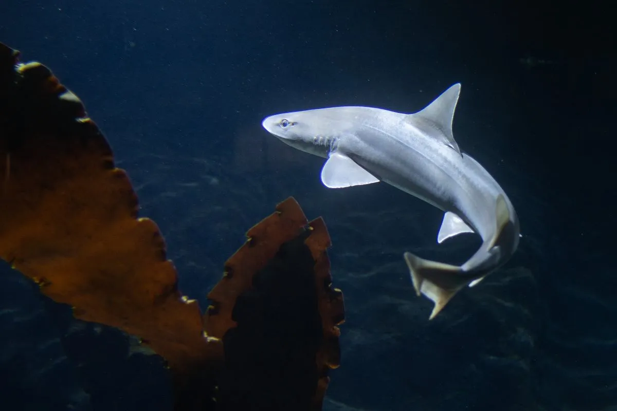 Rekiny w oceanarium Gdynia - co warto zobaczyć i doświadczyć