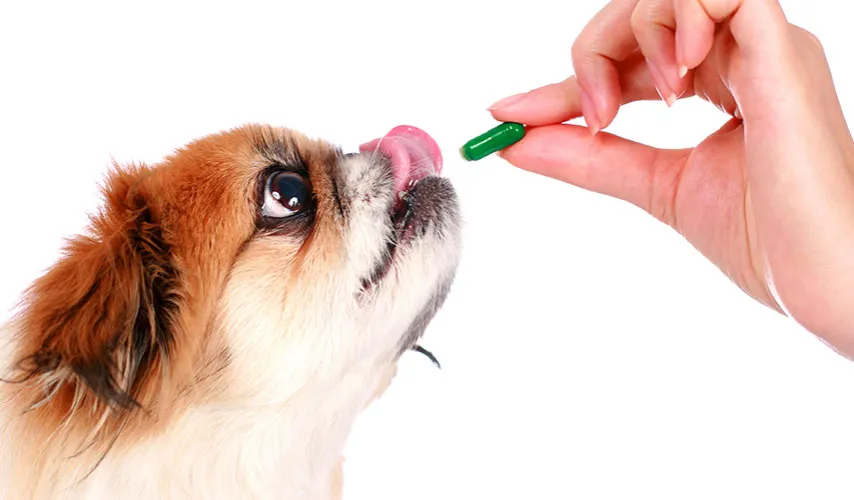 Czy można podawać psu witaminy dla ludzi? Ryzyko dla zdrowia pupila