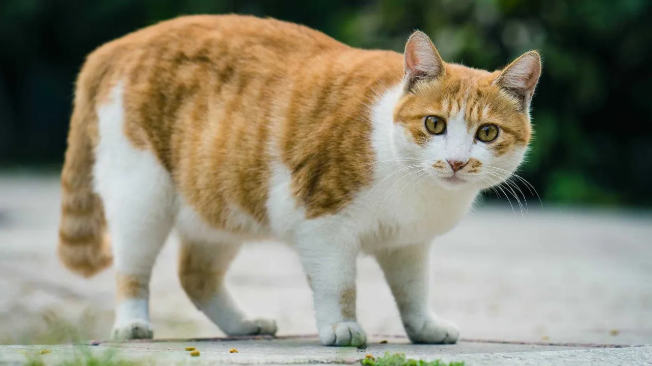 Jak odchudzać kota: skuteczne metody na zdrową utratę wagi