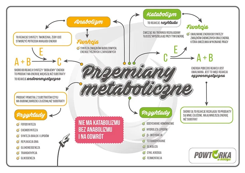 Biologia łatwa? Odkryj metody na efektywną naukę i maturę.