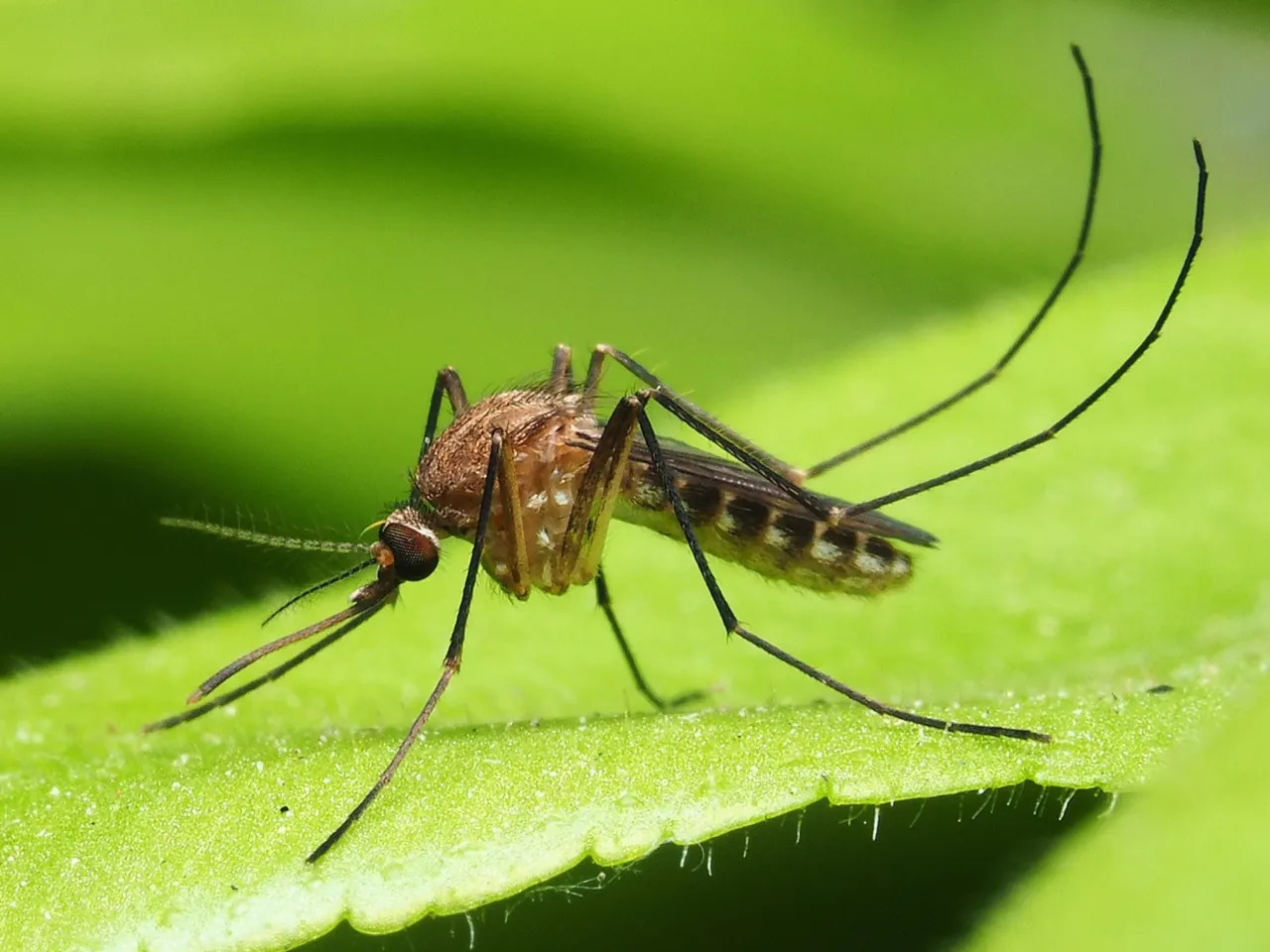 Skuteczne sposoby na komary na tarasie - naturalne i domowe metody
