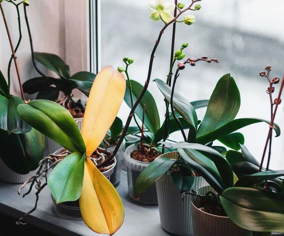 Jak zrobić storczyk w doniczce - proste kroki, które uratują roślinę