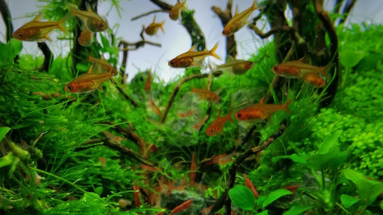 Jak wpuścić rybki do akwarium bez stresu i zapewnić ich bezpieczeństwo