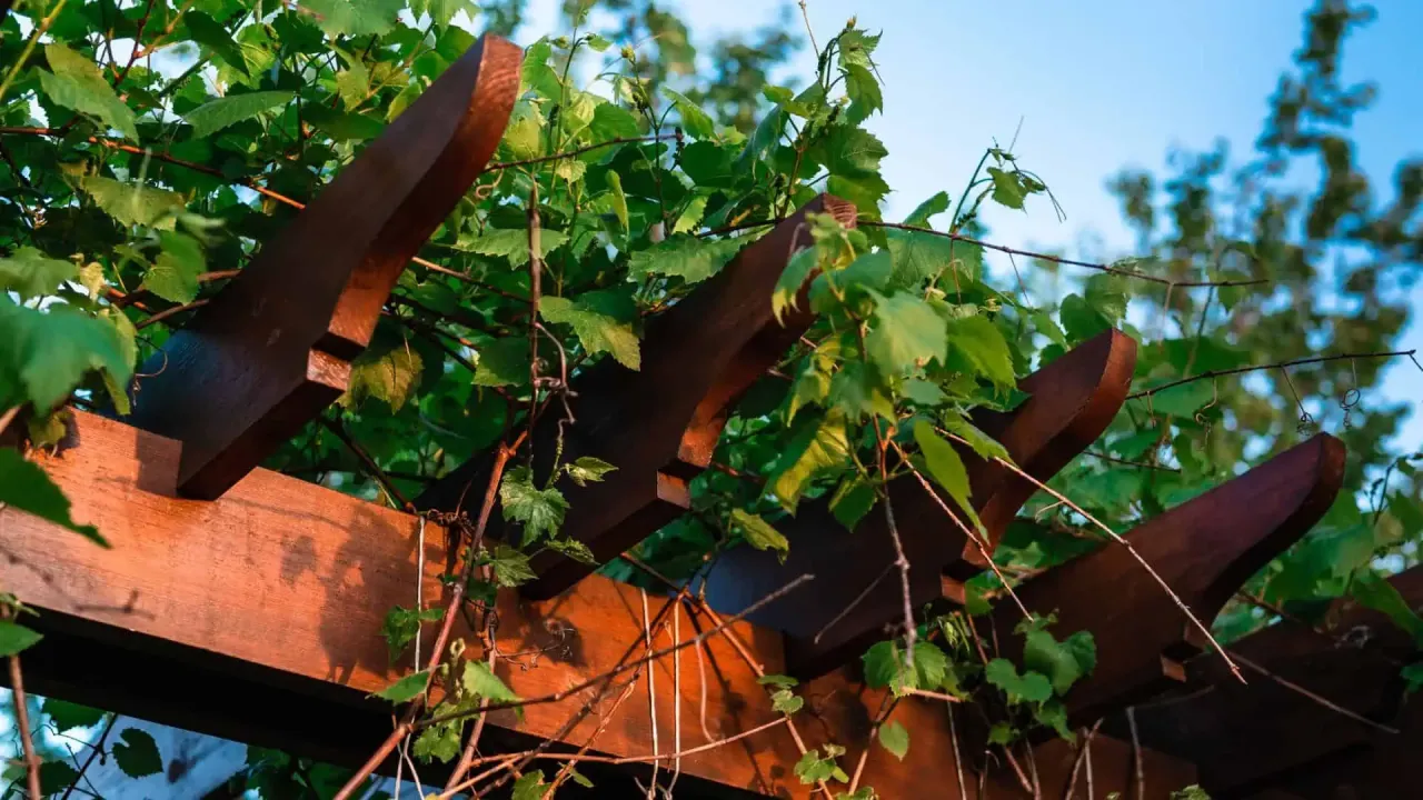 Jak zrobić pergolę na winogron - proste kroki, które musisz znać