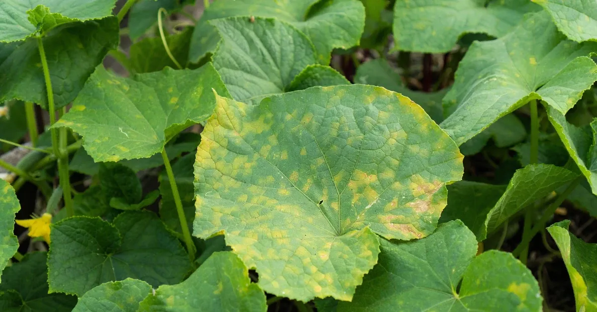 Ile można zarobić na ogórkach? Sprawdź, co wpływa na zyski