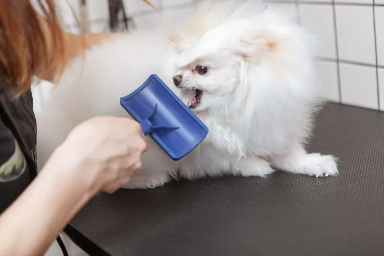 Pierwsze strzyżenie szczeniaka: Optymalny czas i kluczowe wskazówki