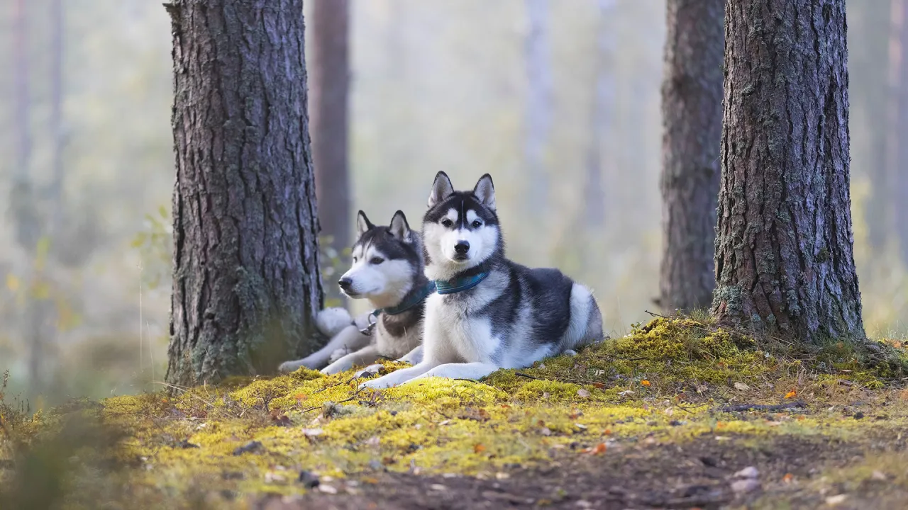 Ile żyje Husky? Kluczowe czynniki wpływające na długość życia psa Ile żyje Husky? Kluczowe czynniki wpływające na długość życia psa