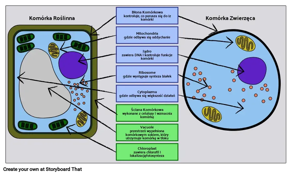 Jak wygląda komórka roślinna? Budowa, funkcje i schemat