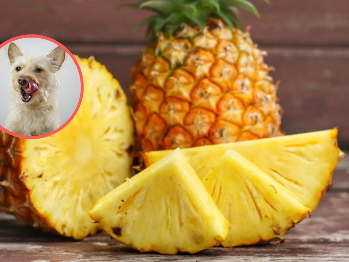 Czy pies może jeść ananasa z puszki? Sprawdź, co może zaszkodzić