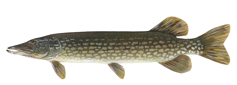 Jezioro Białokoskie – wędkarskie skarby i piękno natury w Sierakowie