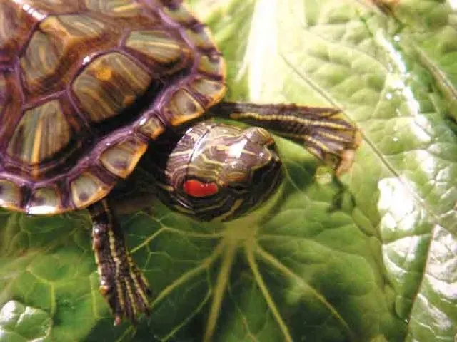 Co w akwarium zamiast rybek? Odkryj najlepsze alternatywy dla ryb