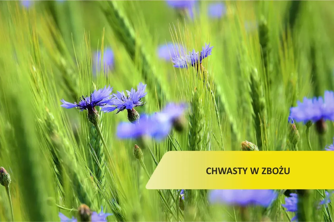 Purpurowy chwast zbożowy: jak go rozpoznać i uniknąć problemów w uprawach