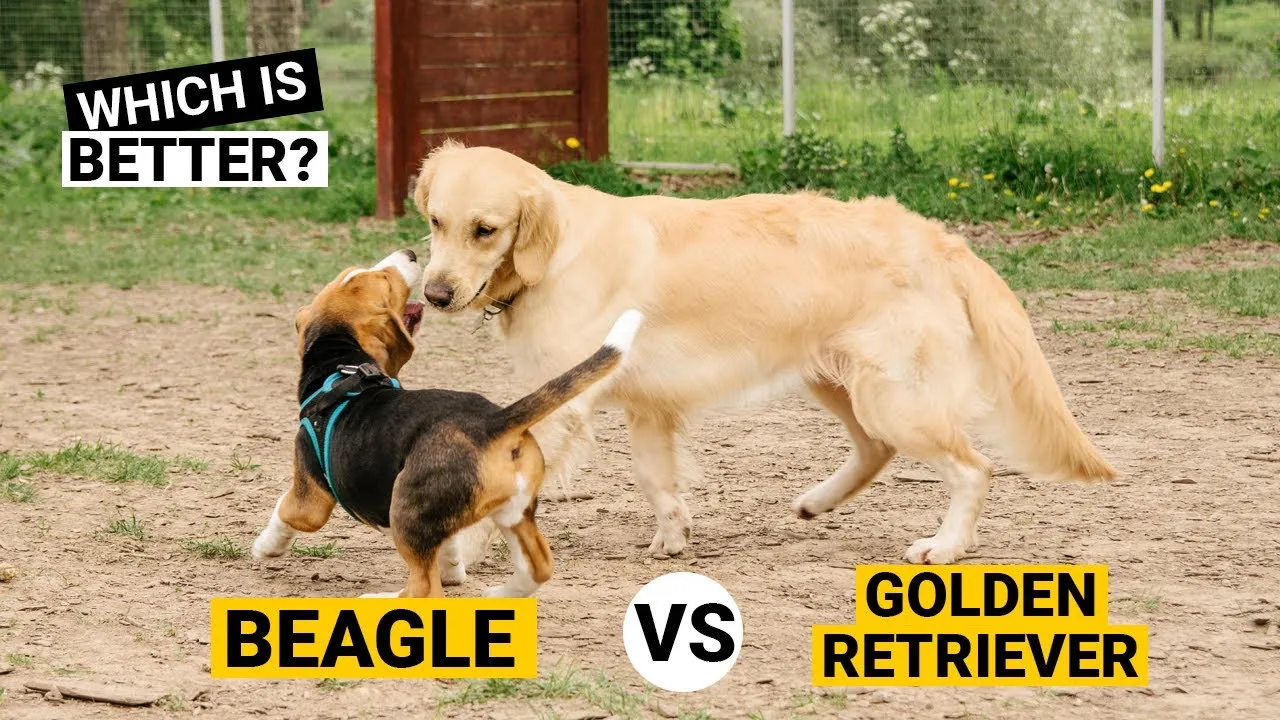Beagle czy golden retriever – która rasa psa lepiej pasuje do Ciebie?