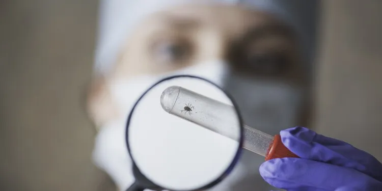 Co po wyciągnięciu kleszcza? Kluczowe kroki, aby uniknąć zakażenia