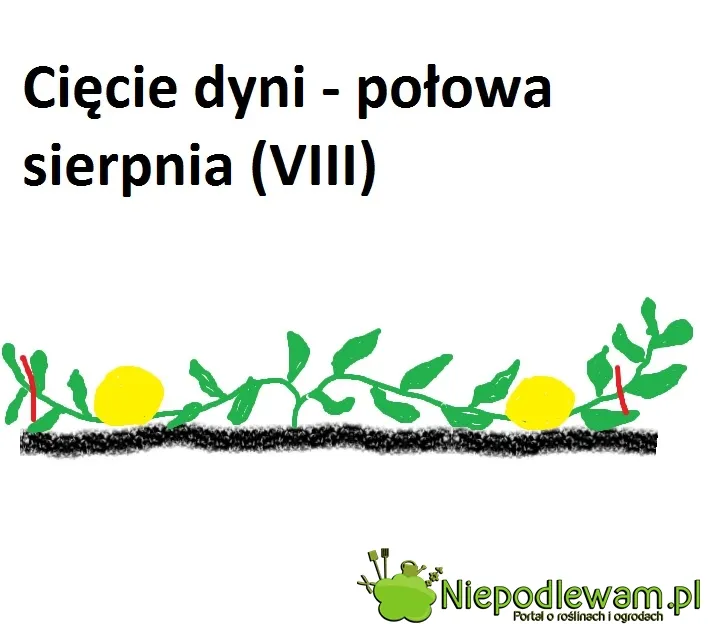 Przycinanie dyni: Jak uzyskać większe i dorodniejsze owoce?