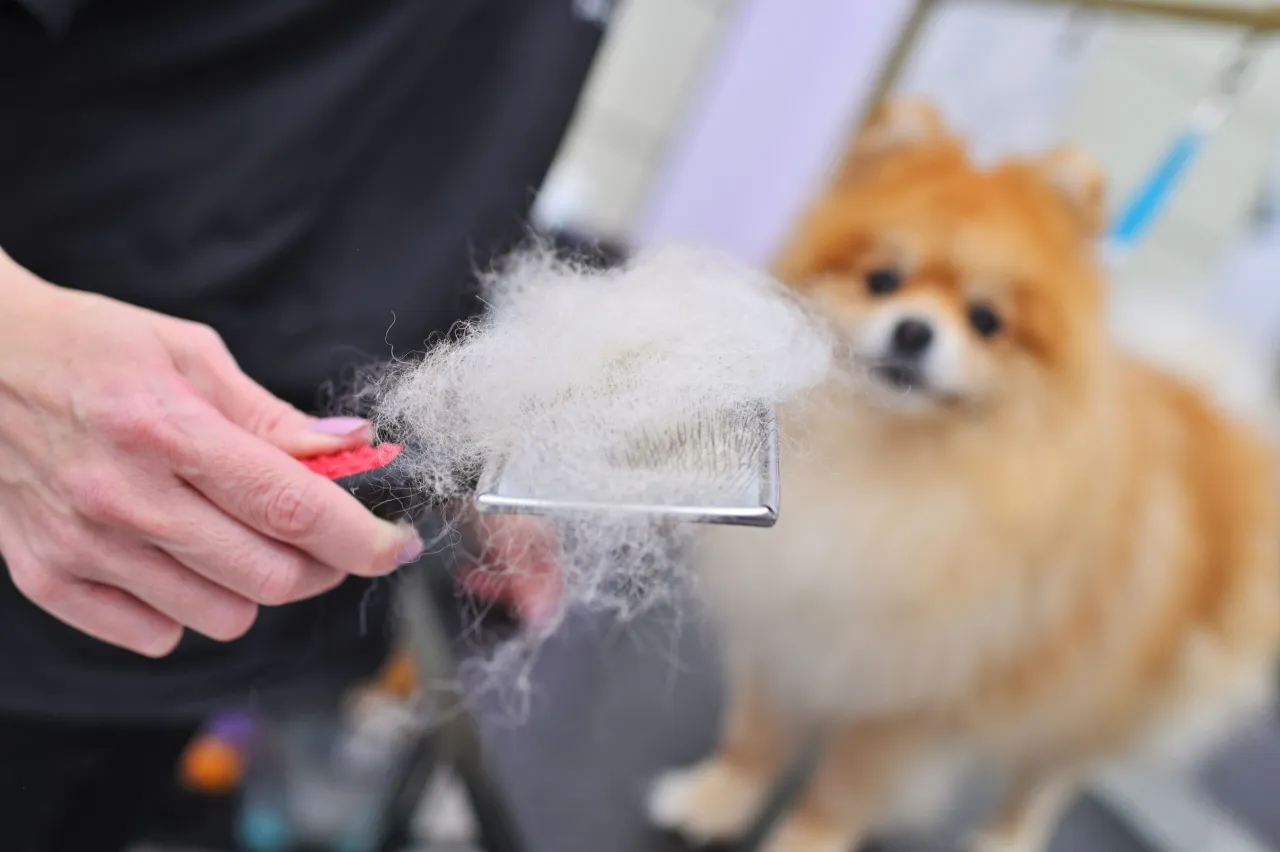 Pomeranian linieje? Jak zapanować nad sierścią psa?