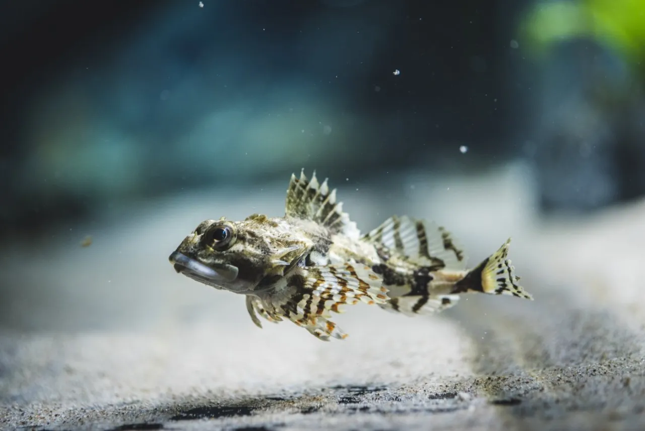 Oceanarium pomorskie: odkryj fascynujący świat morskich stworzeń