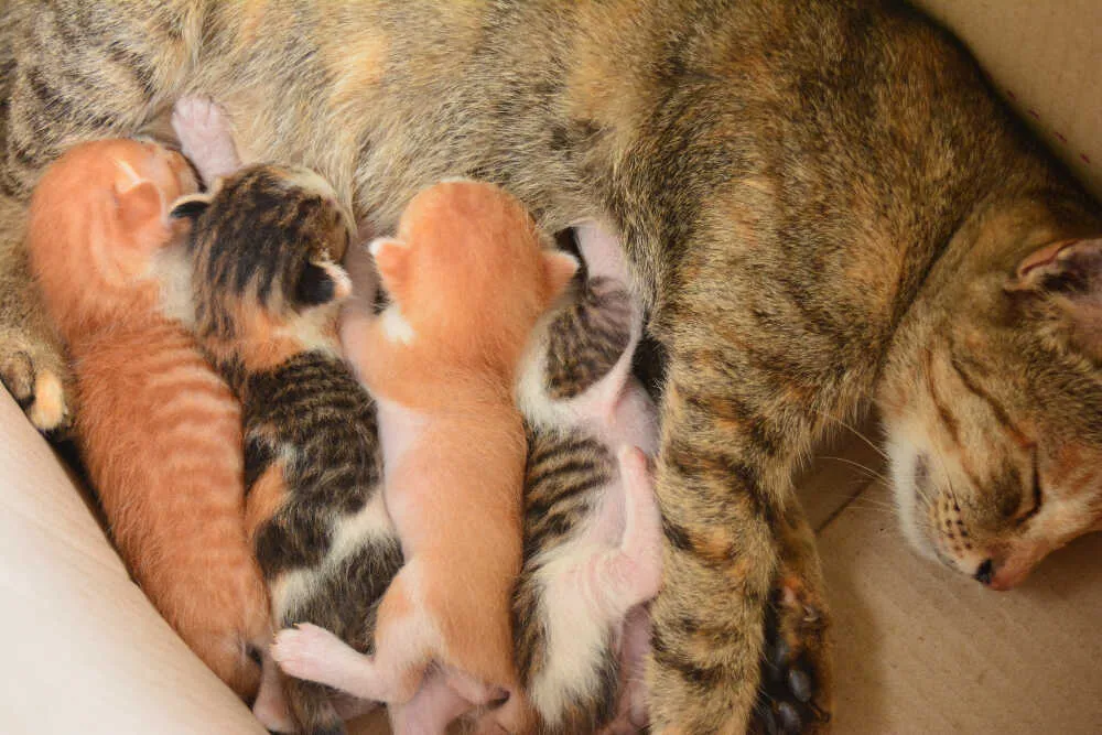 Kotka ile w ciąży: poznaj czas trwania ciąży i objawy ciąży