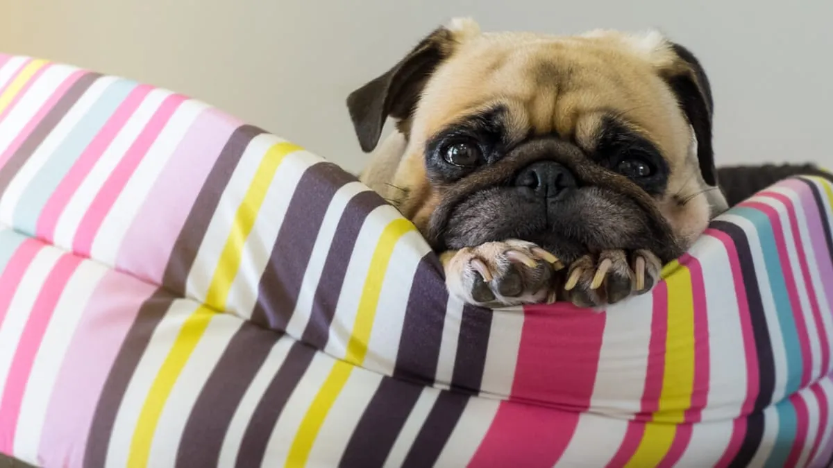 Jak zrobić legowisko dla psa bez szycia - proste i tanie metody