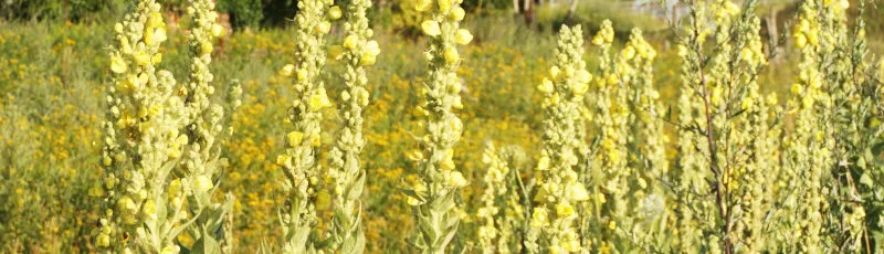 Chwasty z żółtymi kwiatami: jak je zidentyfikować i zwalczyć