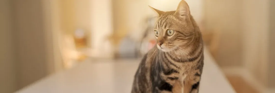 Jak działa tabletka na odrobaczanie kota i co musisz wiedzieć