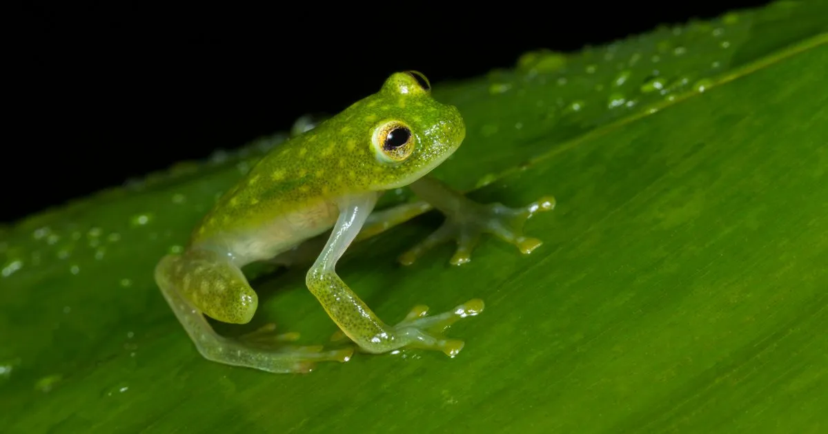Żaba czym się żywi – poznaj zaskakujące fakty o diecie żab