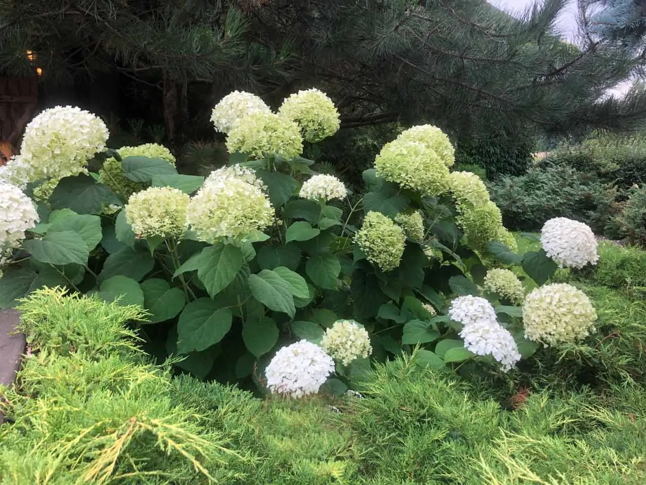 Co posadzić obok hortensji, aby stworzyć piękną kompozycję?