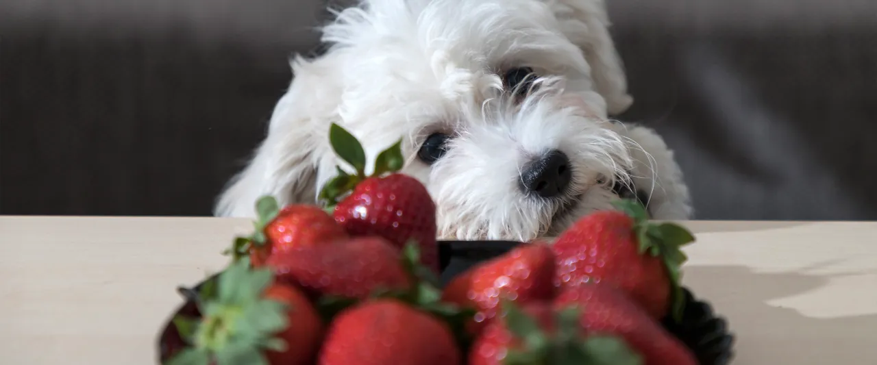 Czy pies może jeść truskawkę? Poznaj zagrożenia i korzyści