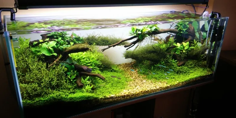 Akwarium OptiWhite czy warto? Poznaj zalety i wady inwestycji