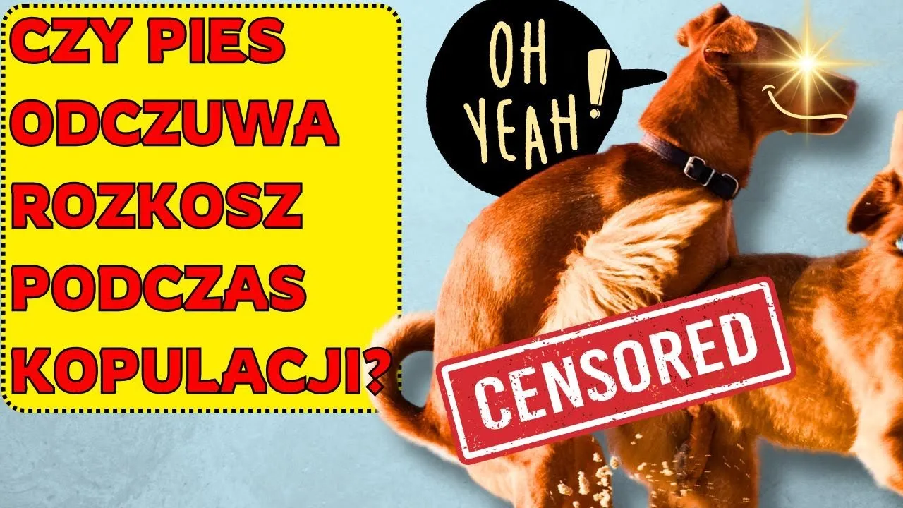 Jak psy się rozmnażają? Poznaj tajniki i uniknij błędów w hodowli